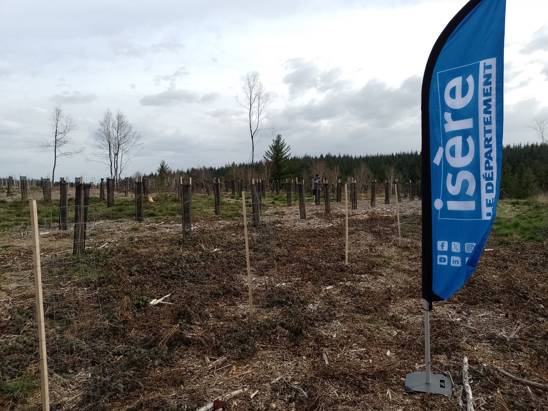 Travaux de plantation sur ancienne monoculture d'épicéas dépérissants - Porte des Bonnevaux mars 2025