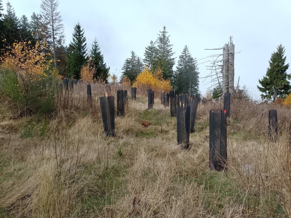 Plantation à Séchilienne