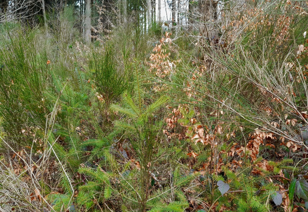 Régénération naturelle à Chevrières